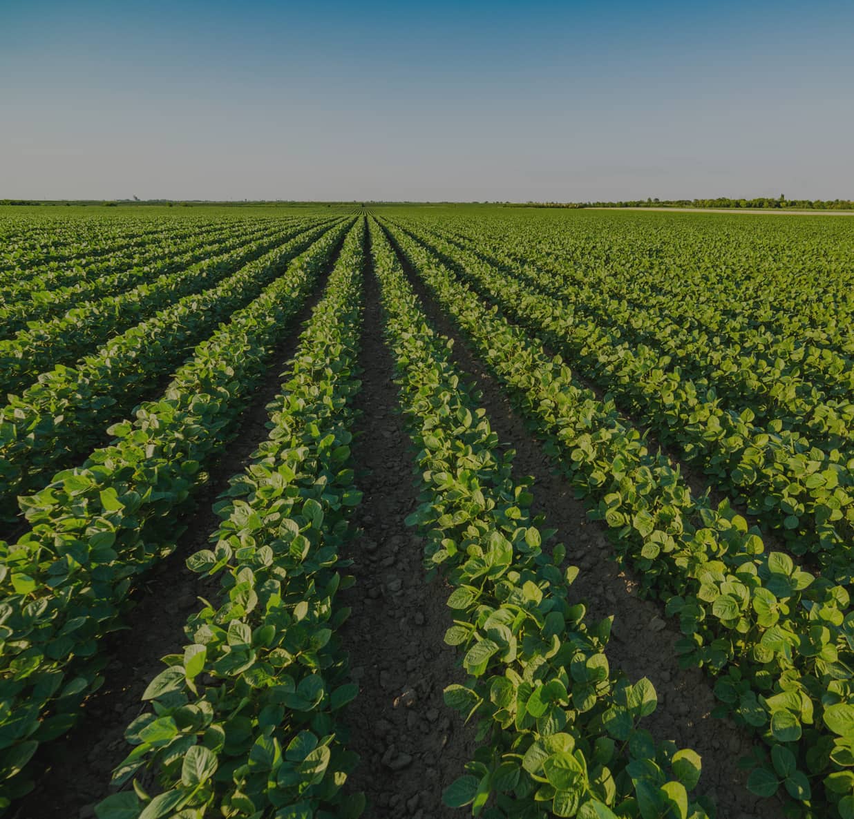 Agricultura Agricultura